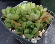 Load image into Gallery viewer, Haworthia cymbiformis Clumping Plant!
