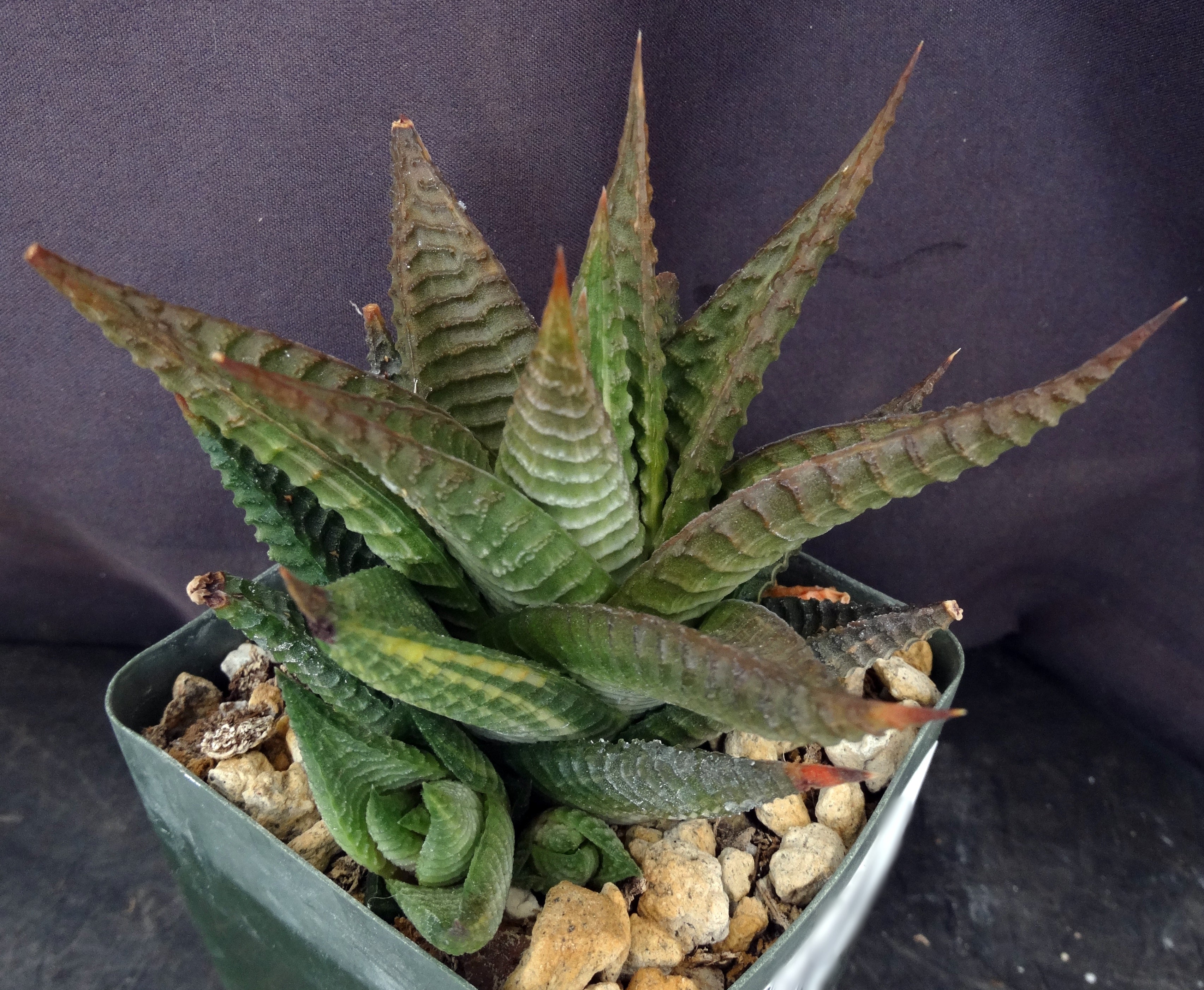Haworthia limifolia 'variegata' Lightly Variegated – Kyle's Plants