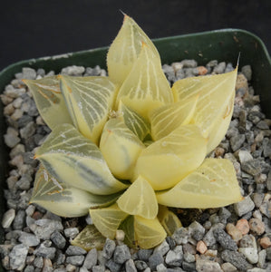 Haworthia magnifica 'variegata' Variegated (B)