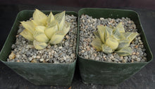 Load image into Gallery viewer, Haworthia magnifica &#39;variegata&#39; Variegated (B)
