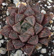 Load image into Gallery viewer, Haworthia &#39;Mirrorball&#39; *Clumping Plants!*
