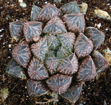 Load image into Gallery viewer, Haworthia &#39;Mirrorball&#39; *Clumping Plants!*
