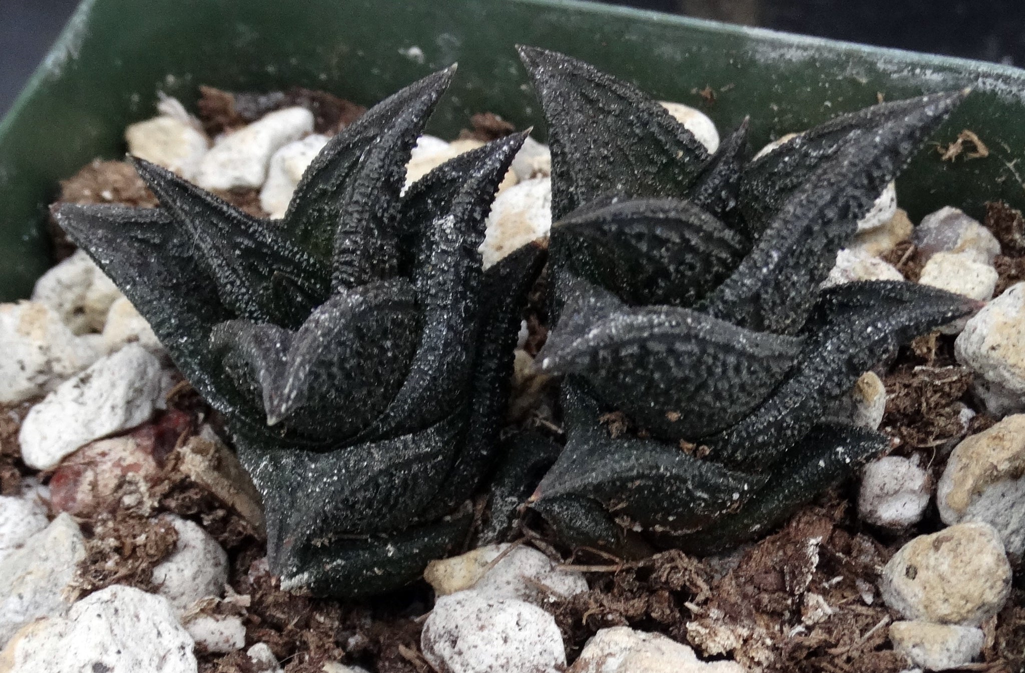 black leaves on succulent plant Haworthia nigra *Black Leaves* – Kyle's Plants