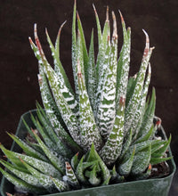 Load image into Gallery viewer, Haworthia fasciata &#39;Wet Paint&#39; Big Clumps!

