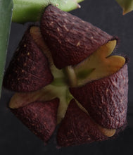 Load image into Gallery viewer, Orbea x &#39;Berlinensis&#39; *Black Flowers*
