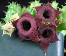 Load image into Gallery viewer, Huernia macrocarpa *Blood Red Flowers*
