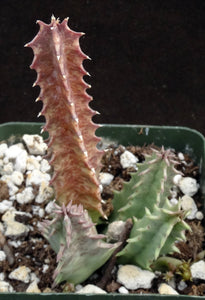 Huernia mccoyi