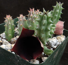 Load image into Gallery viewer, Huernia keniensis v. nairobiensis
