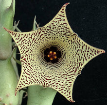 Load image into Gallery viewer, Huernia sudanensis *Maze like flowers*
