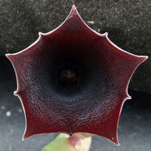 Load image into Gallery viewer, Huernia pendula
