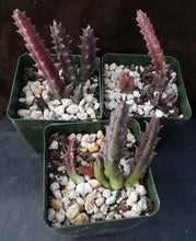 Load image into Gallery viewer, Huernia x &#39;Spiny Norman&#39;
