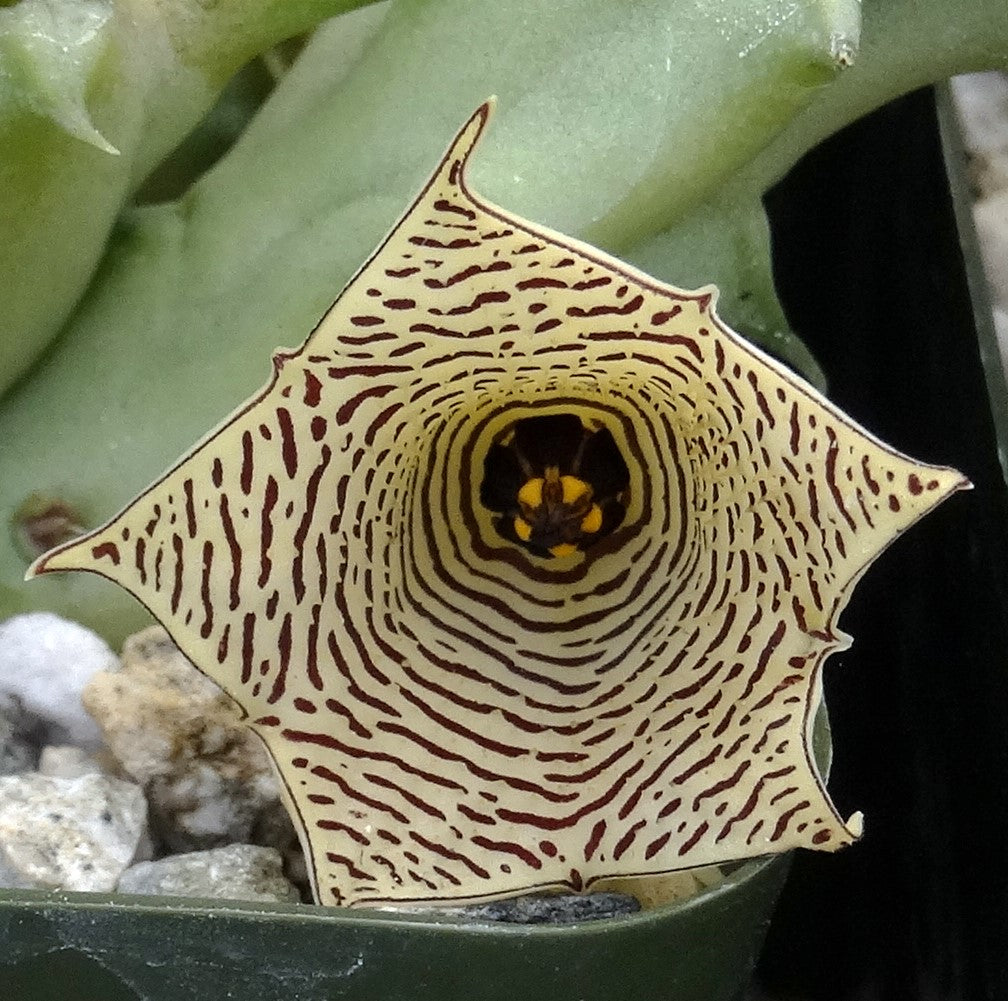 Huernia mccoyi