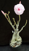 Load image into Gallery viewer, Adenium &#39;Jantra&#39; *Big Plants!* Grafted Hybrid (8)
