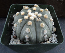 Load image into Gallery viewer, Astrophytum asterias &#39;Super Kabuto&#39; (C)
