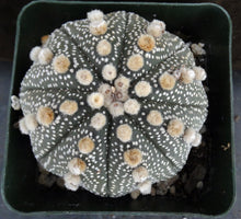 Load image into Gallery viewer, Astrophytum asterias &#39;Super Kabuto&#39; (D)
