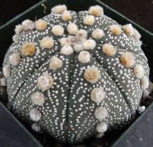 Load image into Gallery viewer, Astrophytum asterias &#39;Super Kabuto&#39; (D)
