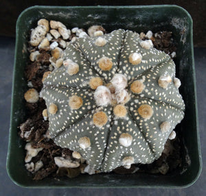 Astrophytum asterias 'Super Kabuto' (E)