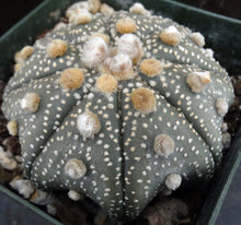 Load image into Gallery viewer, Astrophytum asterias &#39;Super Kabuto&#39; (E)
