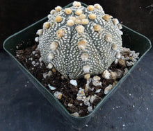 Load image into Gallery viewer, Astrophytum asterias &#39;Super Kabuto&#39; (F)
