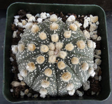 Load image into Gallery viewer, Astrophytum asterias &#39;Super Kabuto&#39; (G)
