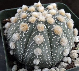 Astrophytum asterias 'Super Kabuto' (G)