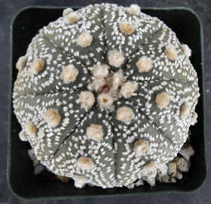 Astrophytum asterias 'Super Kabuto' (H)