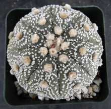 Load image into Gallery viewer, Astrophytum asterias &#39;Super Kabuto&#39; (I)
