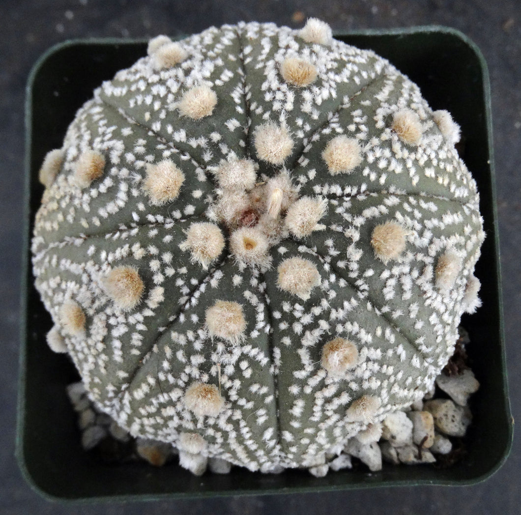 Astrophytum asterias 'Super Kabuto' (I)