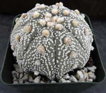 Load image into Gallery viewer, Astrophytum asterias &#39;Super Kabuto&#39; (I)
