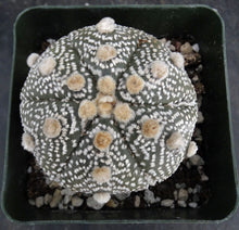 Load image into Gallery viewer, Astrophytum asterias &#39;Super Kabuto&#39; (J)
