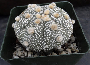 Astrophytum asterias 'Super Kabuto' (J)