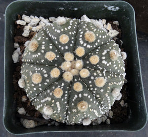 Astrophytum asterias 'Super Kabuto' (K)