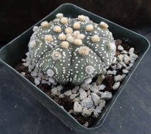 Load image into Gallery viewer, Astrophytum asterias &#39;Super Kabuto&#39; (K)
