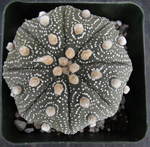 Astrophytum asterias 'Super Kabuto' (L)