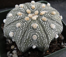 Load image into Gallery viewer, Astrophytum asterias &#39;Super Kabuto&#39; (L)

