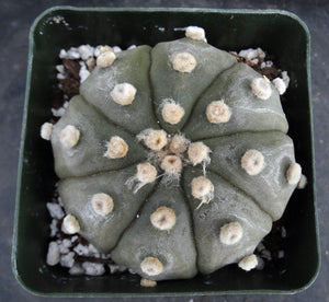 Astrophytum asterias 'Super Kabuto' (M)