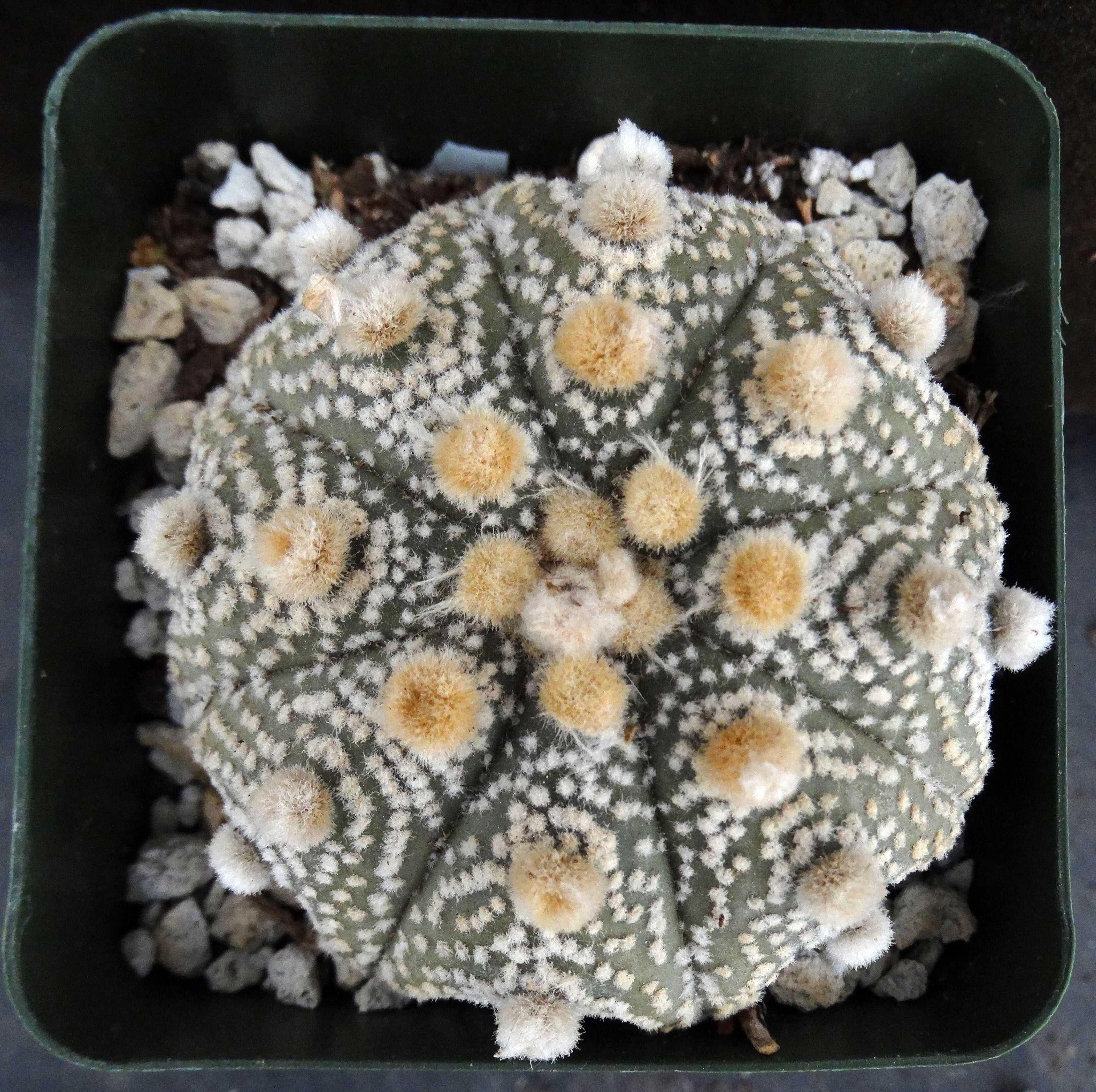 Astrophytum asterias 'Super Kabuto' (N) – Kyle's Plants