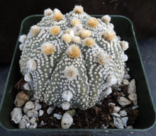 Load image into Gallery viewer, Astrophytum asterias &#39;Super Kabuto&#39; (N)
