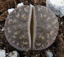 Load image into Gallery viewer, Lithops bromfieldii

