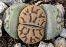 Load image into Gallery viewer, Lithops dorotheae
