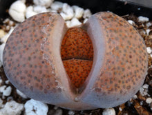 Load image into Gallery viewer, Lithops fulviceps

