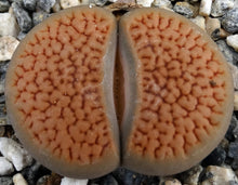 Load image into Gallery viewer, Lithops hookeri
