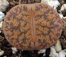 Load image into Gallery viewer, Lithops leslei
