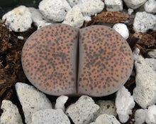 Load image into Gallery viewer, Lithops localis
