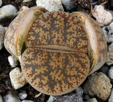 Load image into Gallery viewer, Lithops leslei Pietersburg form
