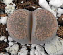 Load image into Gallery viewer, Lithops localis
