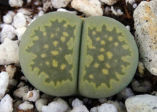 Load image into Gallery viewer, Lithops salicola v. malachite *Two head plant*
