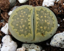 Load image into Gallery viewer, Lithops salicola v. malachite

