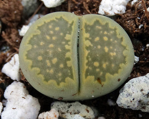Lithops salicola v. malachite *Two head plant*