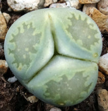 Load image into Gallery viewer, Lithops salicola v. malachite 3 Headed Plant!
